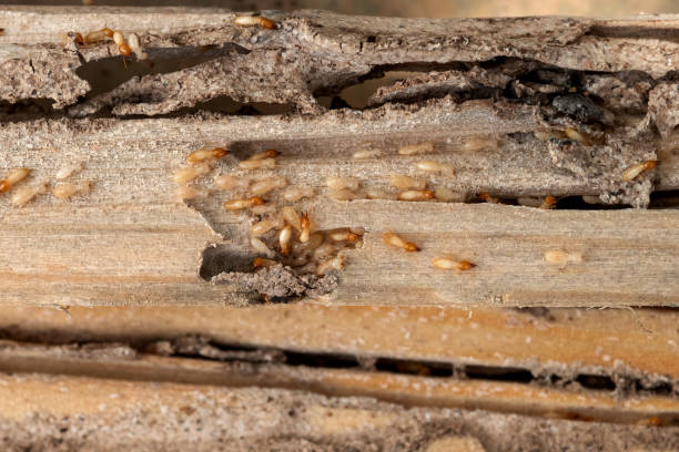Best Mosquito Control Services  in Ewa Beach, HI